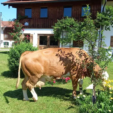 Sollingerhof Familie Hogger Feriegård *