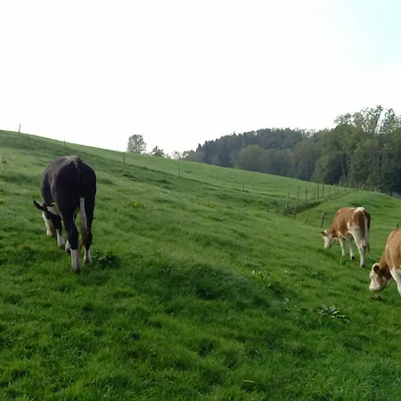 Feriegård Sollingerhof Familie Hogger